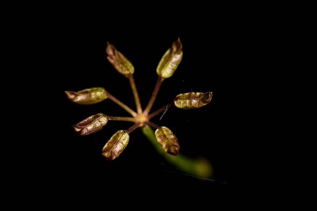Coptis quinquefolia (Coptis quinquefolia)