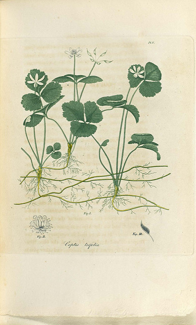 Coptide du groenland