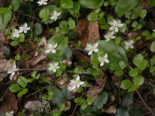 Coptide du groenland