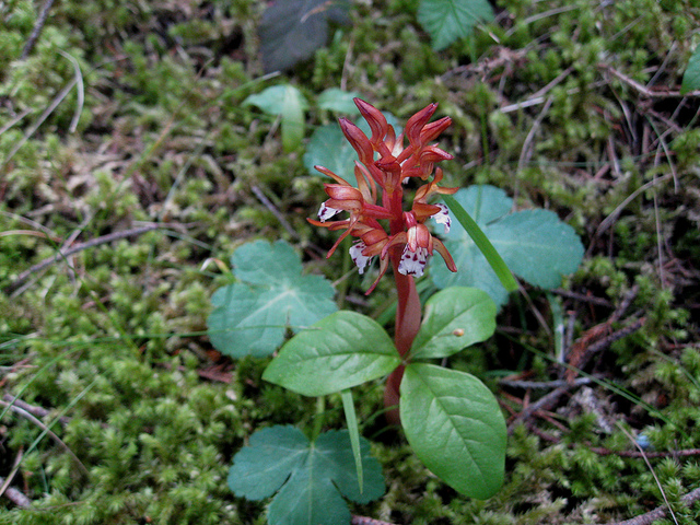 Corallorhize maculée