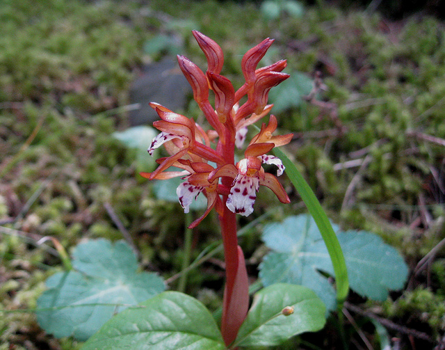Corallorhize maculée