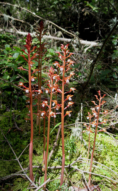 Corallorhize maculée