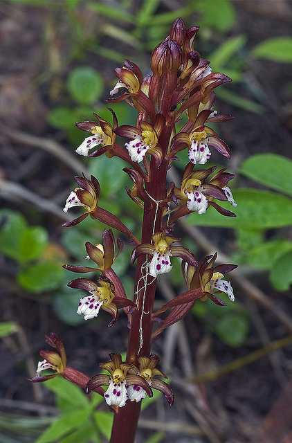 Corallorhize maculée