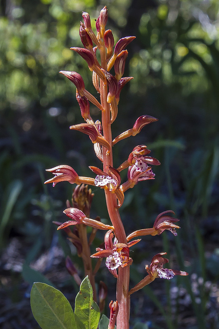 Corallorhize maculée