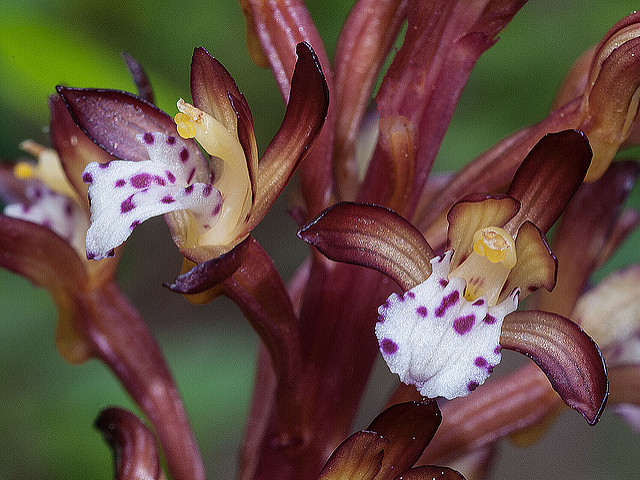 Corallorhize maculée (Corallorhiza maculata)