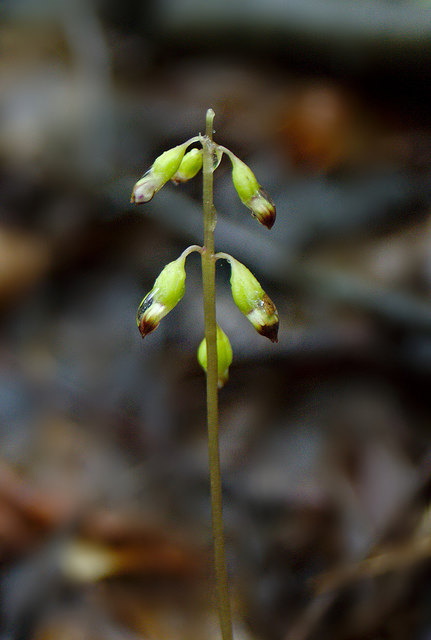 Corallorhiza odontorhiza (Corallorhiza odontorhiza)