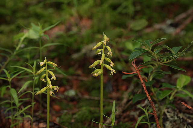 Racine de corail (Corallorhiza trifida)