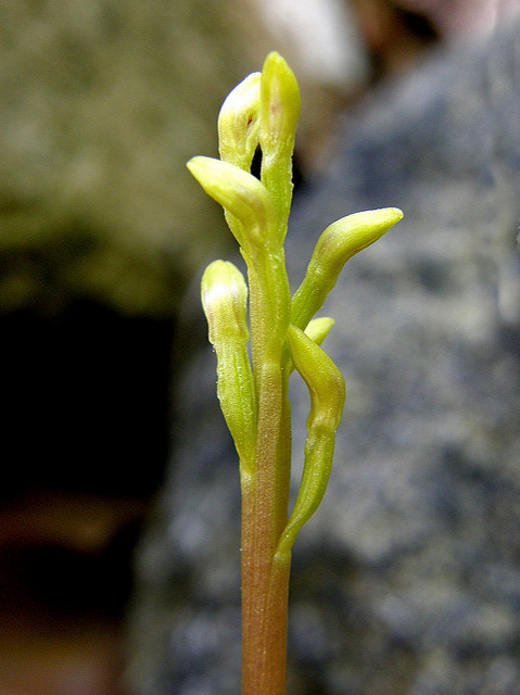 Racine de corail