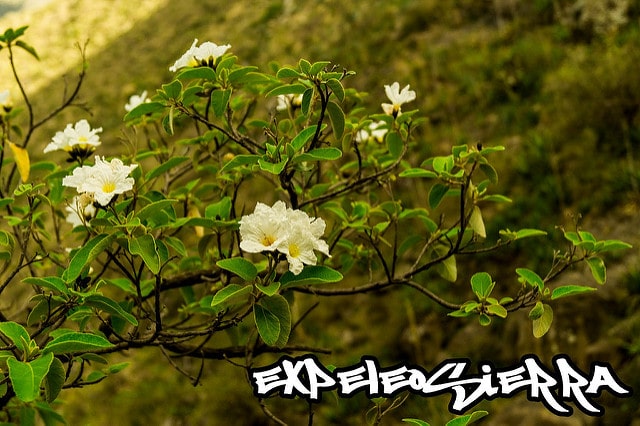 Cordia boissieri