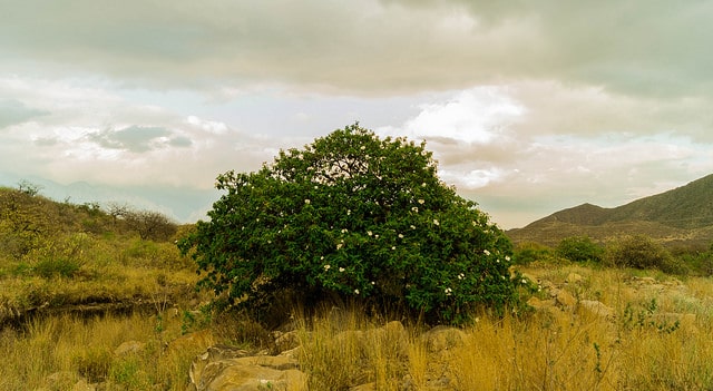 Cordia boissieri