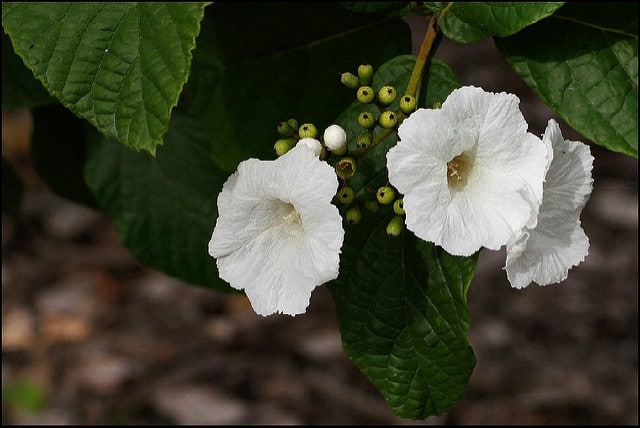Cordia boissieri