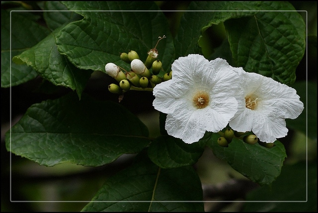 Cordia boissieri