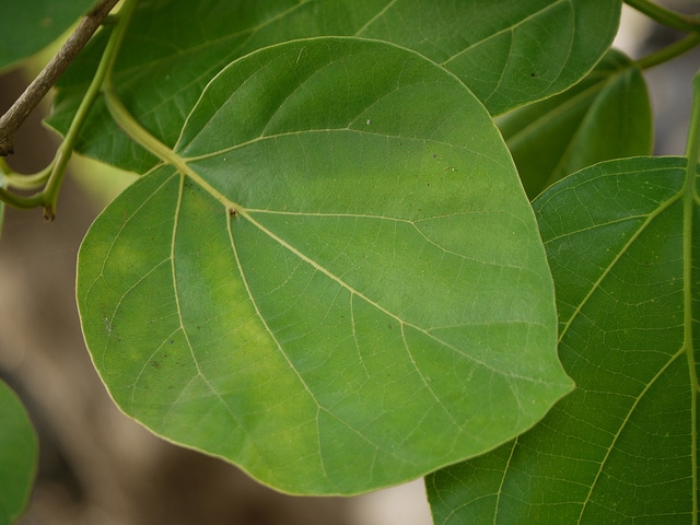 Sébestier domestique (Cordia myxa)