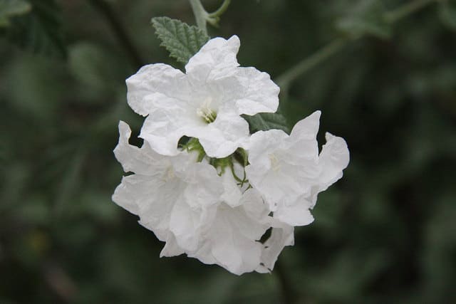 Cordia parvifolia