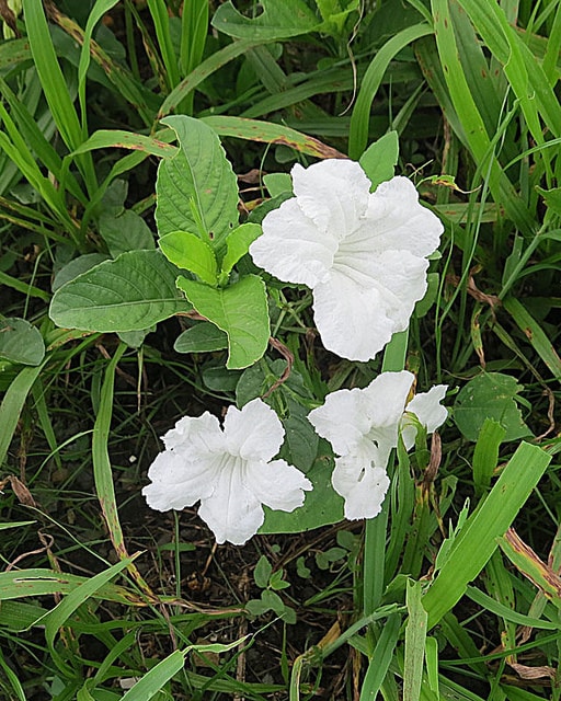 Cordia parvifolia