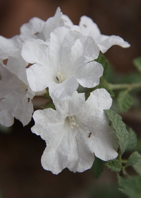 Cordia parvifolia