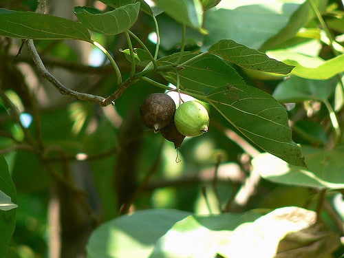 Sébestier (Cordia sebestena)