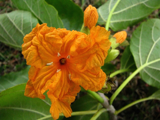 Tou (Cordia subcordata)