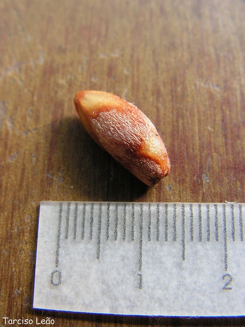 Cordia superba