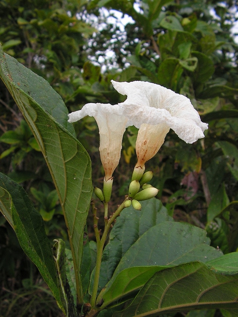 Cordia superba