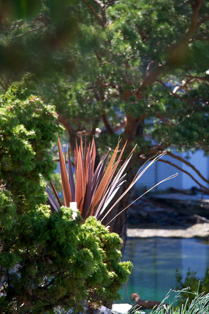Cordyline australe
