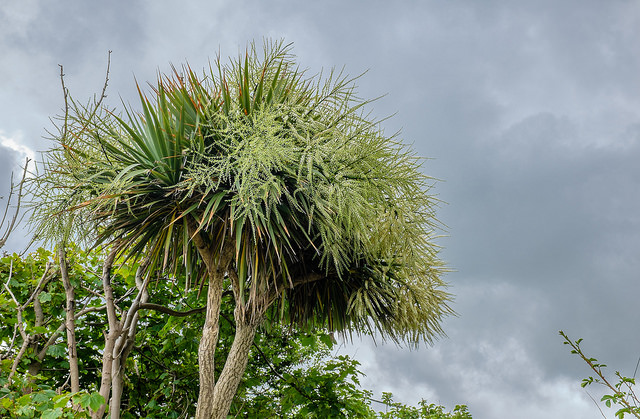 Cordyline australe