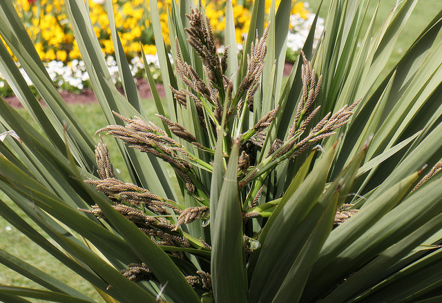 Cordyline australe