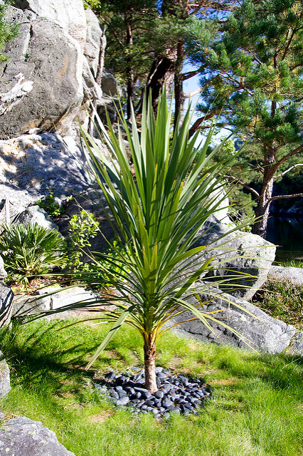 Cordyline australe
