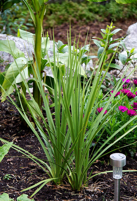 Cordyline australe