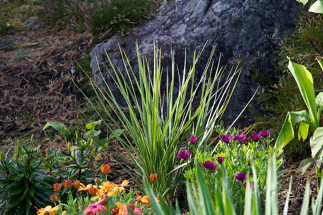 Cordyline australe (Cordyline australis)