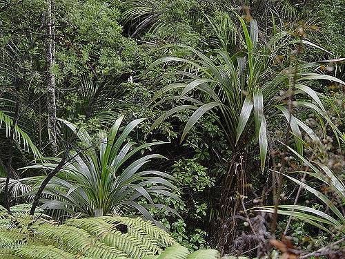 Cordyline banksii (Cordyline banksii)