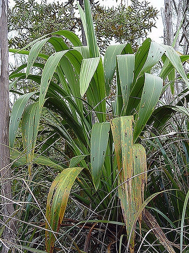 Cordyline banksii