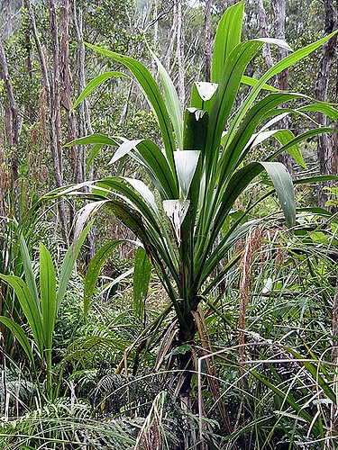 Cordyline banksii