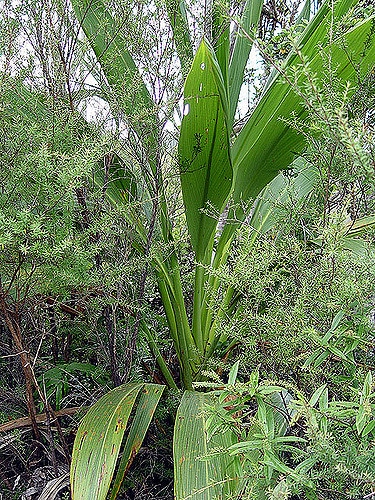 Cordyline banksii