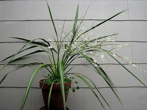 Cordyline banksii