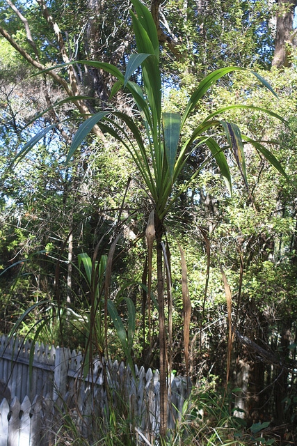 Cordyline banksii