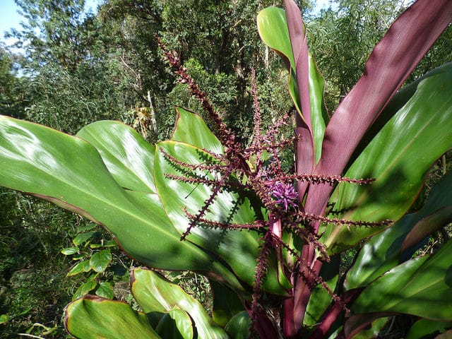 Langue de femme (Cordyline fruticosa)