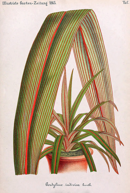 Cordyline indivisa (Cordyline indivisa)