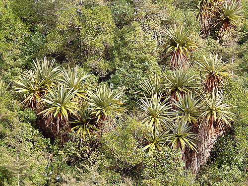 Cordyline indivisa