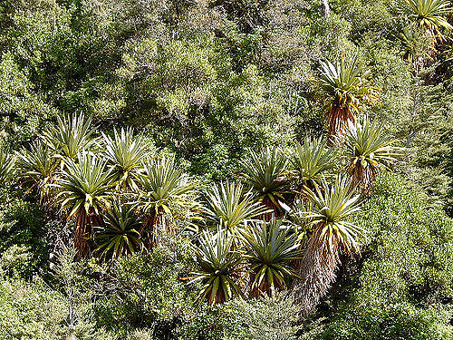 Cordyline indivisa