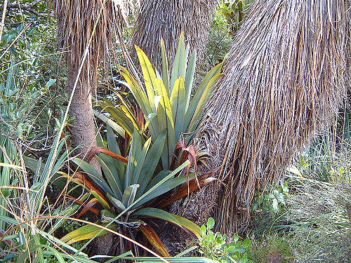 Cordyline indivisa