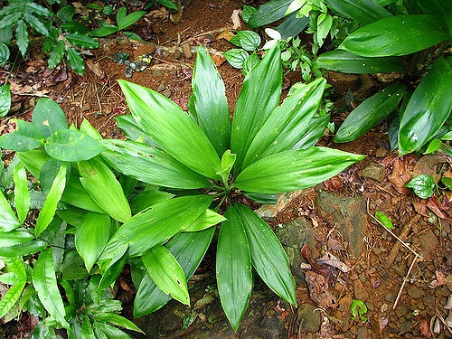Cordyline rubra
