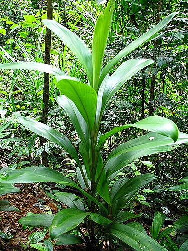Cordyline rubra