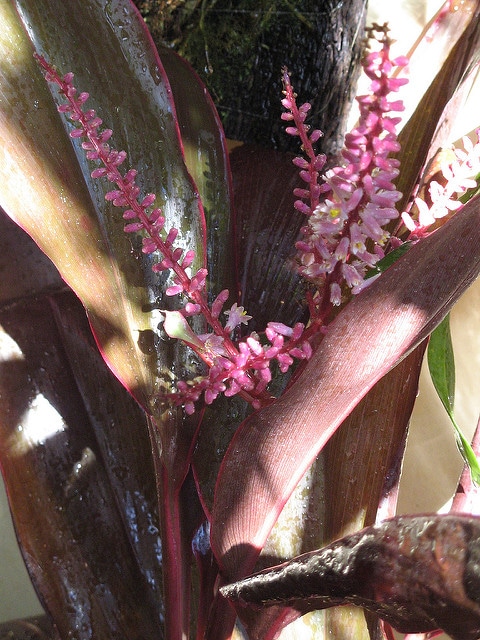 Cordyline rubra
