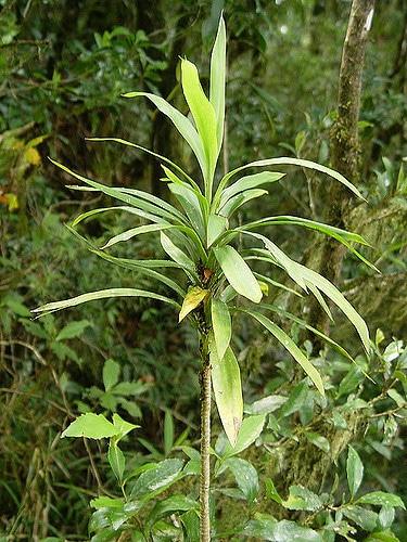 Cordyline stricta