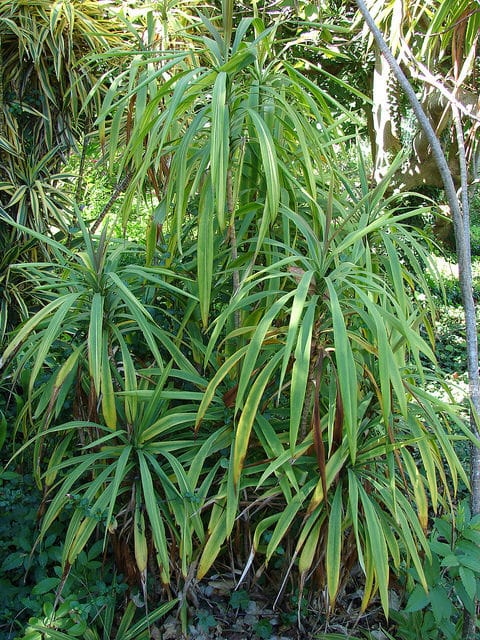 Cordyline stricta