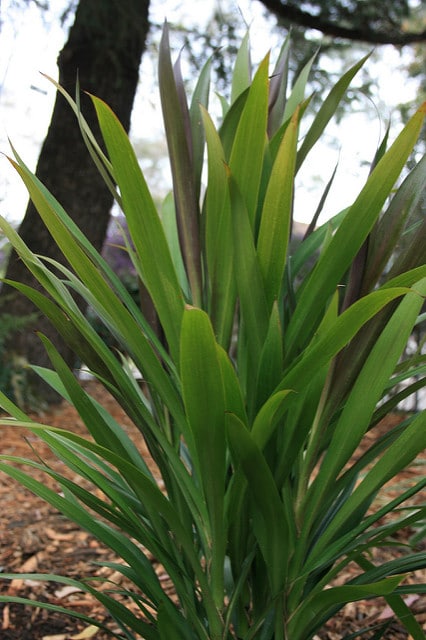 Cordyline stricta