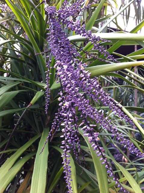 Cordyline stricta