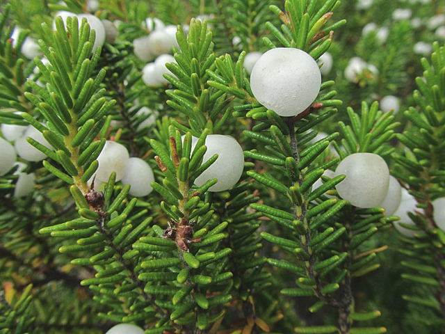 Camarine à fruits blancs