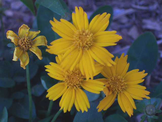 Coreopsis auriculata